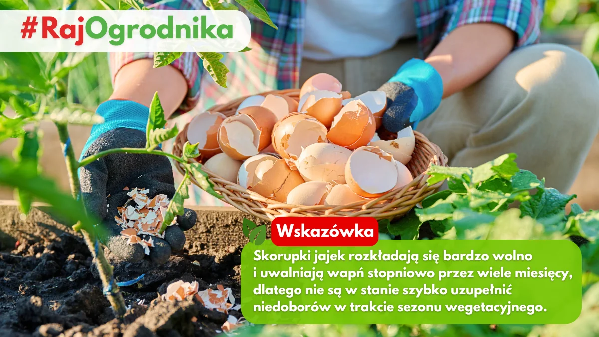 Skorupki od jajek pod pomidory blog sklep rajogrodnika
